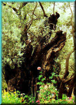 an ancient olive tree in the garden of Gethsemane
