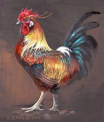 The Rooster - a magnificent bird